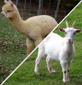 Goat / Alpaca