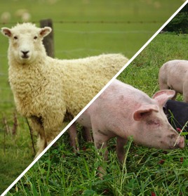 Sheep / Pig